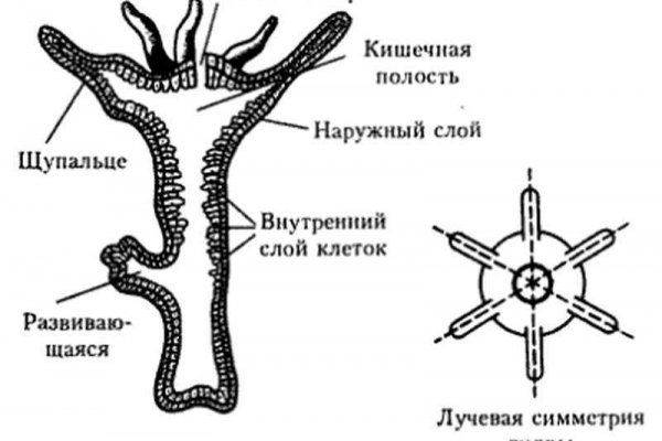 Мега кракен